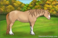 Horse Color:Gold Champagne 