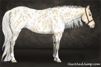 Horse Color:White Spotted Silver Buckskin Appaloosa