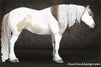 Horse Color:White Spotted Grullo Pearl Splash Tobiano Rabicano