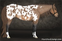 Horse Color:Buckskin Appaloosa