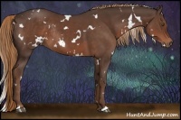 Horse Color:White Spotted Liver Chestnut Rabicano