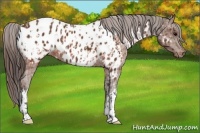 Horse Color:Brown Appaloosa  and Bay Appaloosa 