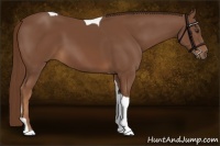 Horse Color:Chestnut Tobiano 