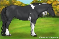 Horse Color:Black Tobiano
