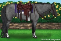 Horse Color:Blue Roan 