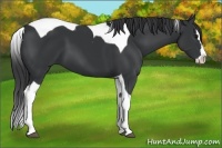 Horse Color:Black Splash Tobiano 