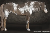 Horse Color:White Spotted Chocolate Palomino Rabicano