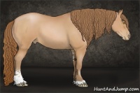 Horse Color:Bay Pearl Sabino