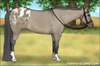Horse Color:Brown Dun Appaloosa 