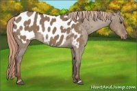 Horse Color:Liver Red Dun Appaloosa 