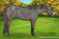 Horse Color:Smoky Grullo Appaloosa 