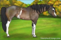 Horse Color:White Spotted Buckskin 