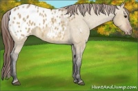 Horse Color:Bay Dun Appaloosa 