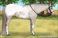 Horse Color:Liver Red Dun Appaloosa 