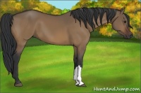 Horse Color:Bay Dun