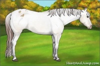 Horse Color:Bay Dun Appaloosa 