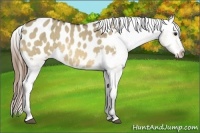 Horse Color:Buckskin Dun Blanket 