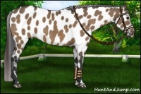Horse Color:Bay Dun Near Leopard 