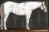 Horse Color:Buckskin Tobiano Near Leopard 