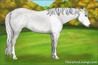 Horse Color:Gray Smoky Blue Roan 