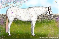 Horse Color:Nacre Red Dun Near Leopard