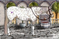 Horse Color:Nacre Buckskin Ice Tobiano Appaloosa 