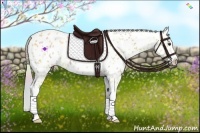 Horse Color:Nacre Palomino Appaloosa 