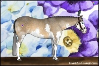 Horse Color:Buckskin Splash 