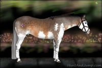 Horse Color:Buckskin Splash 
