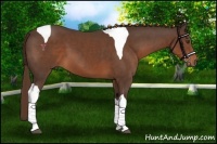 Horse Color:Liver Chestnut Sabino Tobiano 