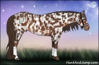 Horse Color:Liver Chestnut  and Liver Chestnut Appaloosa 