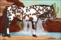 Horse Color:Liver Chestnut Appaloosa