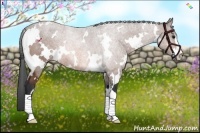Horse Color:White Spotted Bay Sabino 