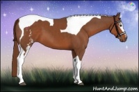 Horse Color:White Spotted Chestnut Tobiano 