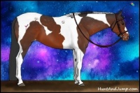 Horse Color:Bay Tobiano Appaloosa 