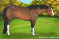 Horse Color:White Spotted Buckskin 