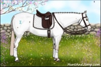 Horse Color:Chestnut Appaloosa 