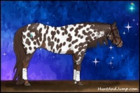 Horse Color:Liver Chestnut Near Leopard 
