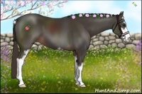 Horse Color:Liver Chestnut Sabino 
