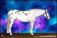 Horse Color:Chestnut Splash Frame Appaloosa 