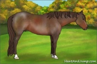 Horse Color:Liver Chestnut