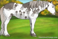 Horse Color:Silver Black Splash