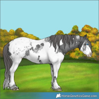 Horse Color:Black Splash Tobiano Appaloosa 