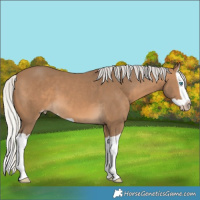 Horse Color:Gray Silver Perlino Splash 