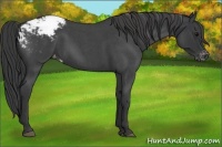 Horse Color:Blue Roan Snowcap