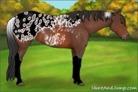 Horse Color:Bay Tobiano Appaloosa 