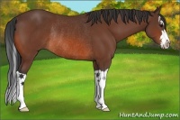 Horse Color:Bay Splash Rabicano 