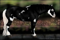 Horse Color:Watercolor Palomino Appaloosa