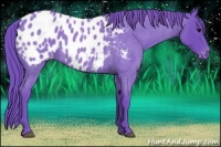 Horse Color:Watercolor Blue Roan Appaloosa Rabicano 