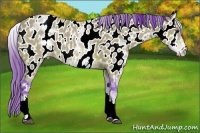 Horse Color:Watercolor White Spotted Bay Appaloosa 
